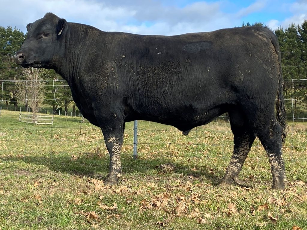 KO Angus Stud Bowral and Gundagai – KO Angus Stud Bowral and Gundagai
