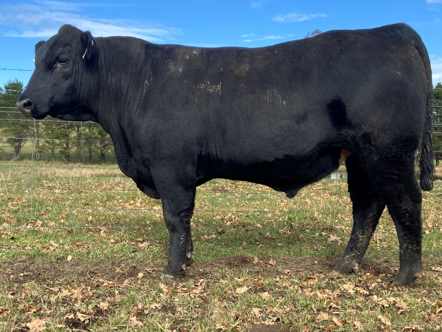 KO Angus Stud Bowral and Gundagai – KO Angus Stud Bowral and Gundagai