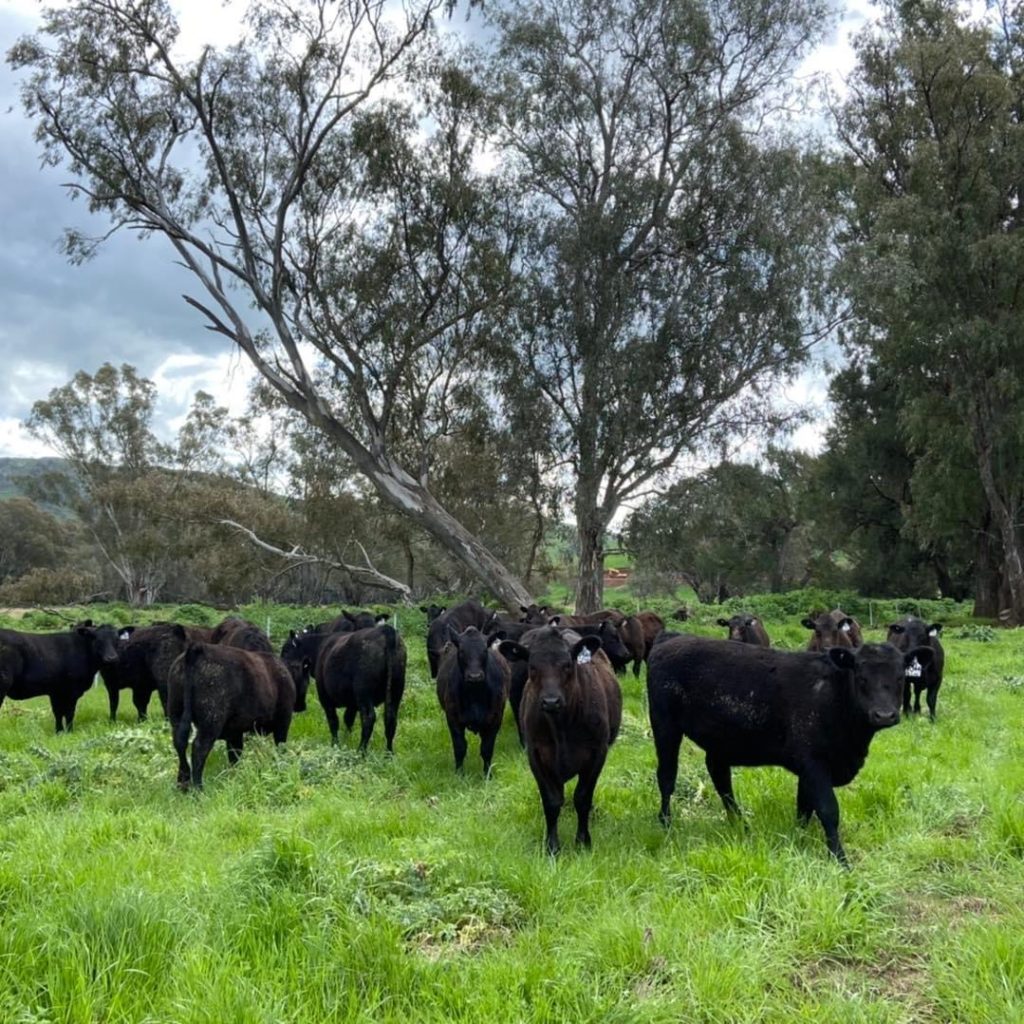 KO Angus Stud Bowral and Gundagai – KO Angus Stud Bowral and Gundagai